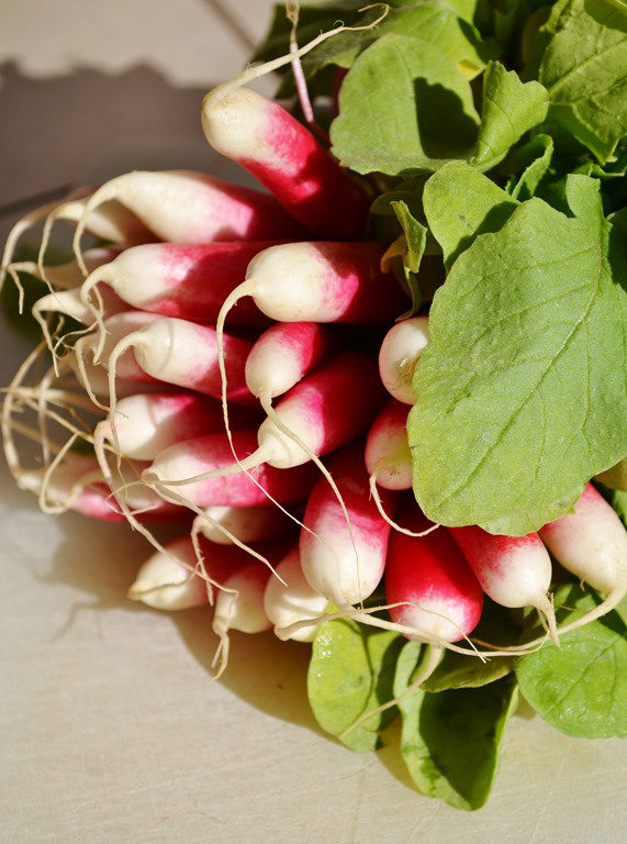 Bunch of Radishes