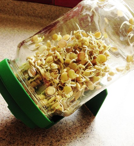 Lentil Sprouts (Sprouting)