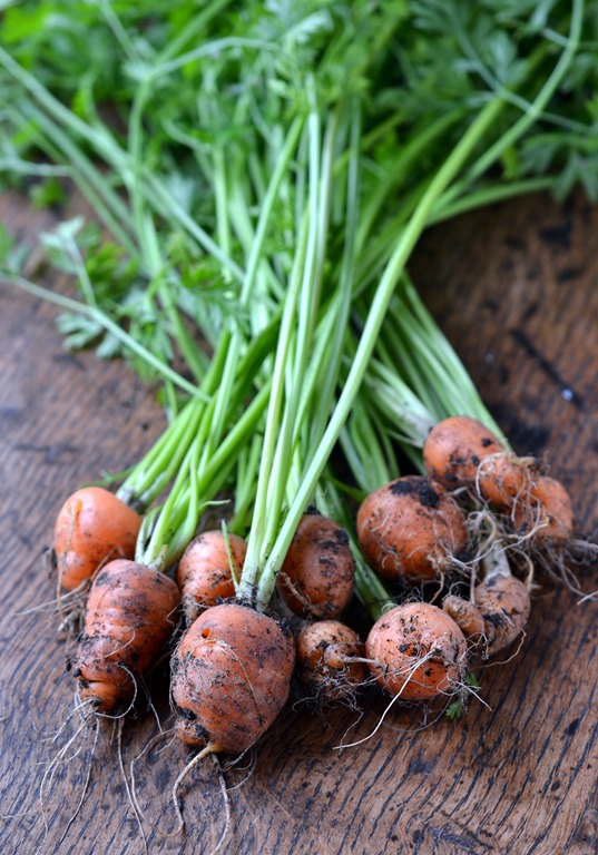 Home-grown Chantenay Carrots