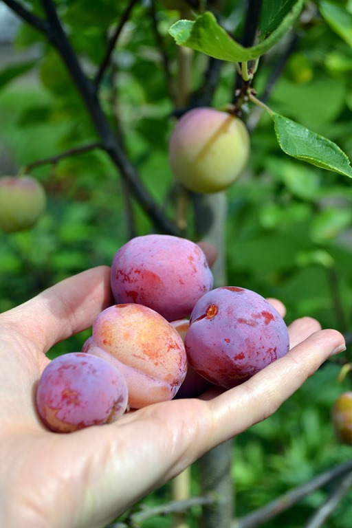 Home-grown Plums